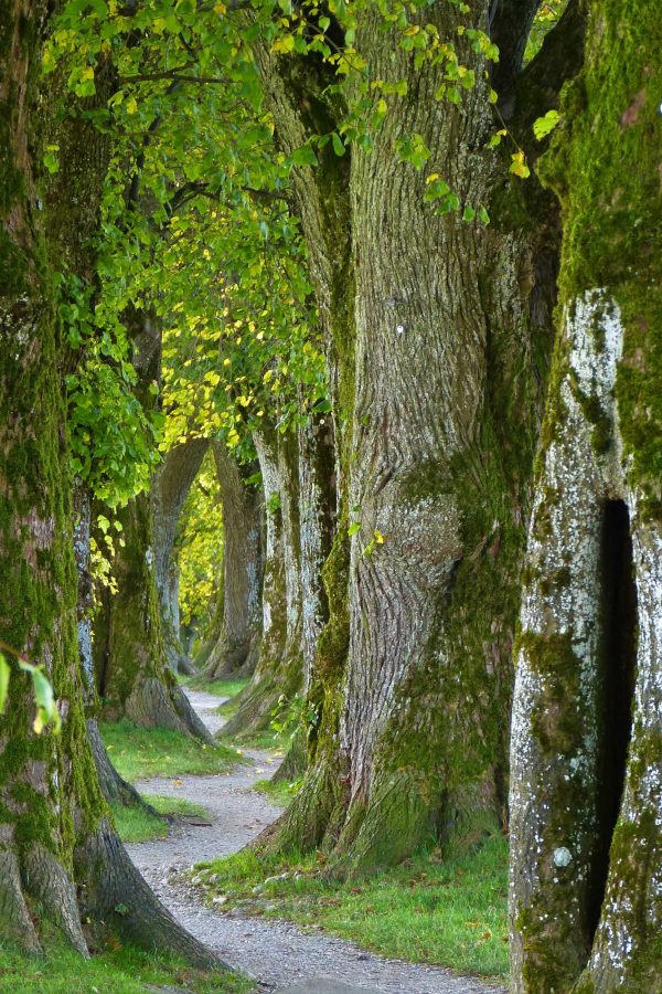 trees-2897757